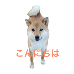 [LINEスタンプ] 柴犬 きなこ2