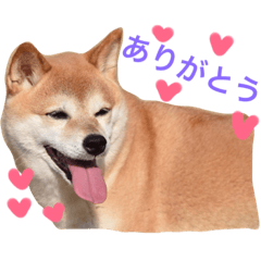 [LINEスタンプ] 柴犬茶々 2