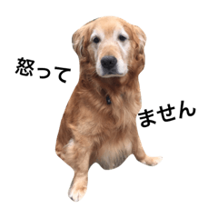 [LINEスタンプ] ゴールデンレトリバーのジョンです2