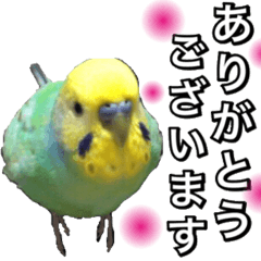 [LINEスタンプ] インコのポンちゃん（敬語）