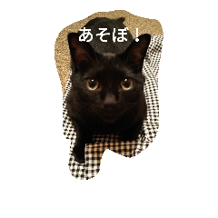 [LINEスタンプ] 黒猫ふくちゃん