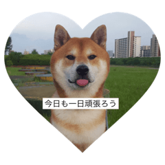 [LINEスタンプ] 柴犬しゅん