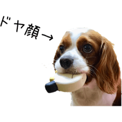 [LINEスタンプ] ぴゅあもか