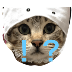 [LINEスタンプ] 猫こむぎ