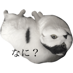 [LINEスタンプ] いちまる スコティッシュフォールド