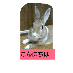 [LINEスタンプ] うさぎのハッピーの画像（メイン）