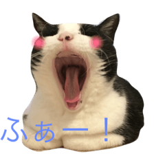 [LINEスタンプ] my cat poro.