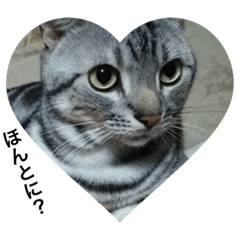 [LINEスタンプ] 可愛い猫 k