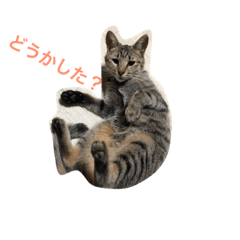 [LINEスタンプ] 松田家の愉快な仲間たち