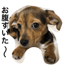 [LINEスタンプ] chiwawa  stanp