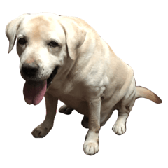 [LINEスタンプ] Hadon Labrador