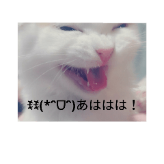 [LINEスタンプ] 日常使える丁寧ねこ