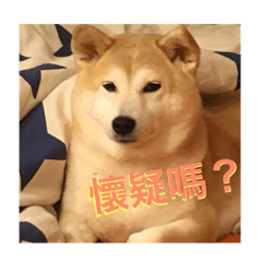 [LINEスタンプ] shibaBagel 柴犬の日常の画像（メイン）