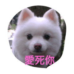 [LINEスタンプ] Beiji the dog