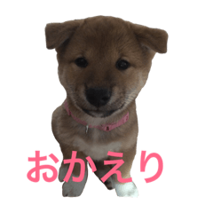 [LINEスタンプ] 我が家の柴犬たち