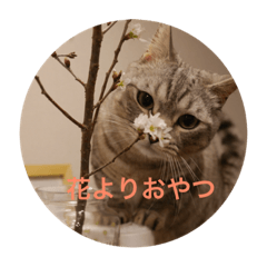 [LINEスタンプ] 猫のさばみそ＆ごましお_2