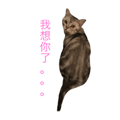 [LINEスタンプ] cccc0317