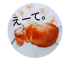 [LINEスタンプ] うちのソラ