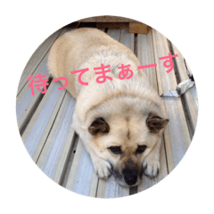 [LINEスタンプ] うちの犬と猫！