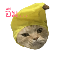 [LINEスタンプ] Lazy Cat Jjampong 2.0