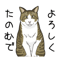 [LINEスタンプ] キジトラぽちゃ猫スタンプの画像（メイン）