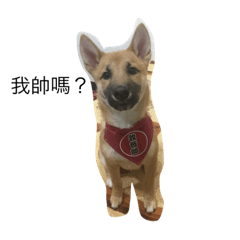 [LINEスタンプ] The daily life of a dog