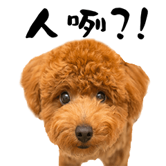 [LINEスタンプ] Poodle XIAO BAO