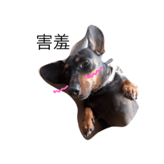 [LINEスタンプ] Lucky dog.