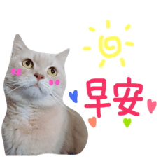 [LINEスタンプ] Cute cat is sun