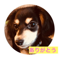 [LINEスタンプ] ラテの日常 ④