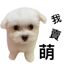 [LINEスタンプ] Biru is dog