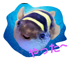 [LINEスタンプ] Blowfish-FUGUYOSHI