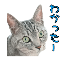 [LINEスタンプ] 犬と猫、ときどき兎