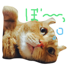 [LINEスタンプ] 茶トラのトラちゃん