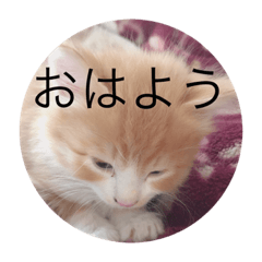 [LINEスタンプ] 懐っこい猫