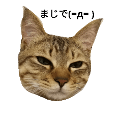 [LINEスタンプ] ぶんちゃんスタンプ(=^ェ^=)