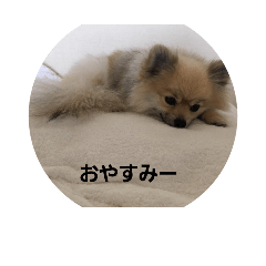 [LINEスタンプ] 犬バカの犬バカによる犬バカの犬スタンプ