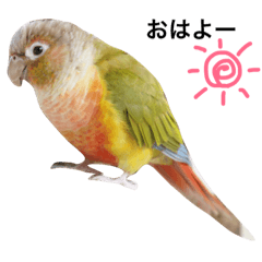 [LINEスタンプ] ウロコインコの隊長スタンプ