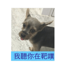 [LINEスタンプ] pu pu dog