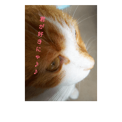 [LINEスタンプ] 猫チビビ君の日常♪