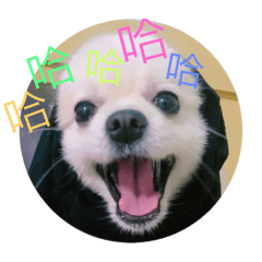 [LINEスタンプ] dog Life fun