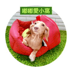 [LINEスタンプ] Dachshund Baby Daily