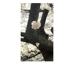 [LINEスタンプ] 夙川の桜