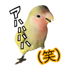 [LINEスタンプ] コザクラインコのしーちゃん