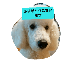 [LINEスタンプ] ミデイくんです