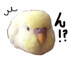 [LINEスタンプ] インコのぴよちゃん