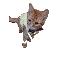 [LINEスタンプ] cat's by mi 2