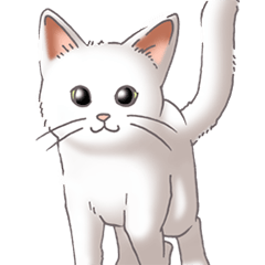 [LINEスタンプ] 猫図鑑 白猫