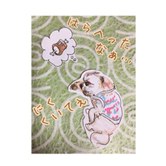 [LINEスタンプ] dog and cat said