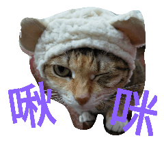 [LINEスタンプ] Kim,cat for